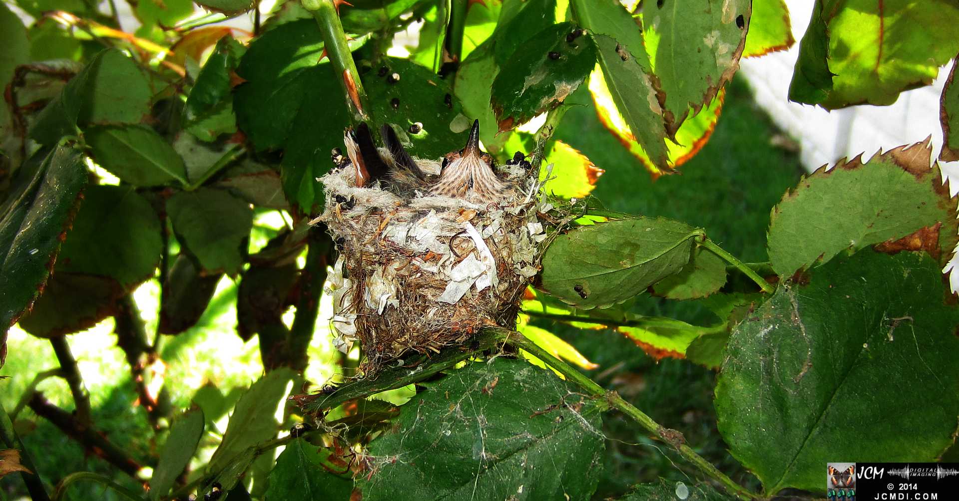 Allens Hummingbird chick and nest image 3-27-2014